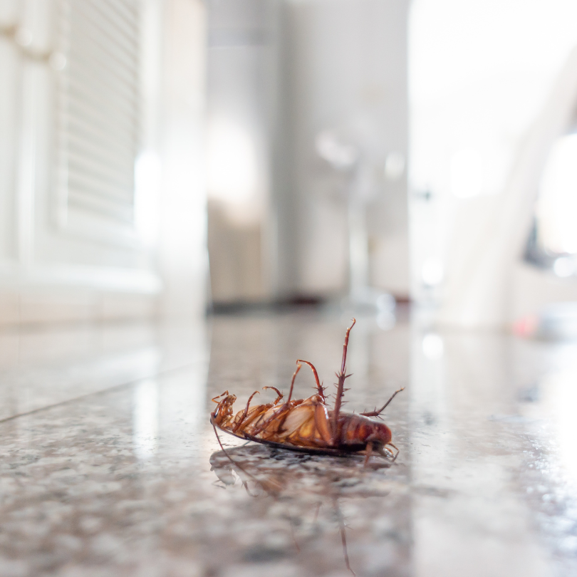 These DIY pest control ideas can help you keep the pests away without resorting to harsh and potentially dangerous chemicals in your home.
