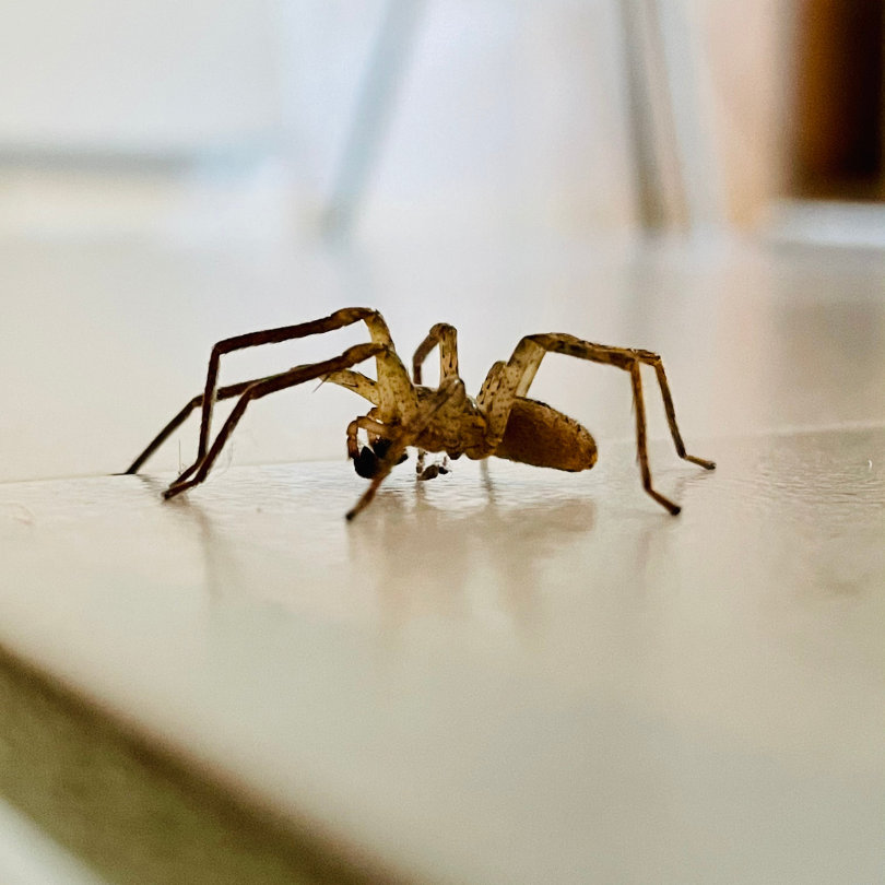 These DIY pest control ideas can help you keep the pests away without resorting to harsh and potentially dangerous chemicals in your home.