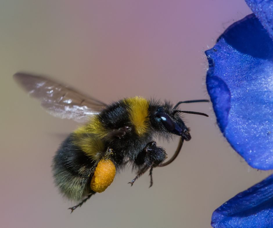 Bee Hive Vs Wasp Nest - How To Tell The Difference