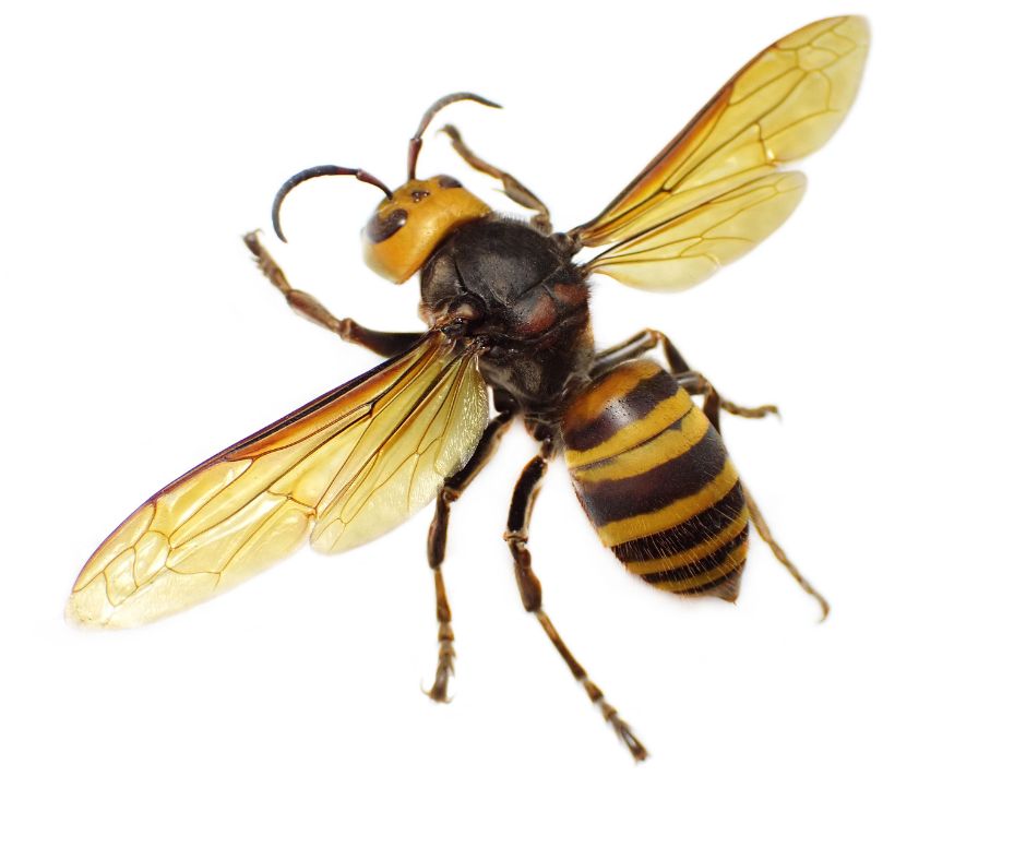 Bee Hive Vs Wasp Nest - How To Tell The Difference