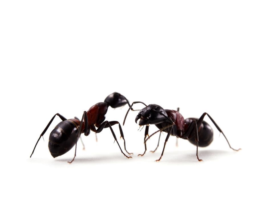 Pests may be small, but they can sure cause big trouble. This guide will help you to choose the right pest control company for your home.