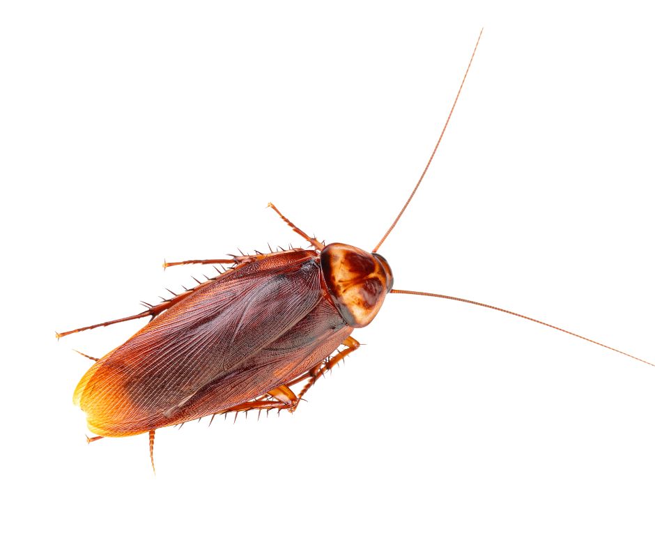 Home Remedies for Roaches - With a proactive approach & the right strategies, you can successfully eliminate cockroaches & prevent their return.