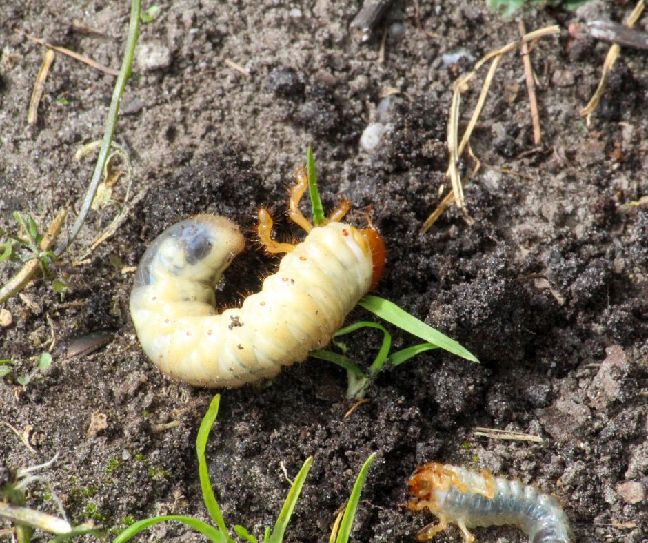 If you are looking for the Best Treatment To Control Grubs in Lawn - this article will give you a few options from DIY to commercial treatments.