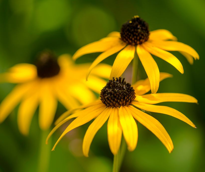 Low-maintenance plants are your best bet if you're looking to enhance your front yard landscaping without dedicating hours to upkeep.