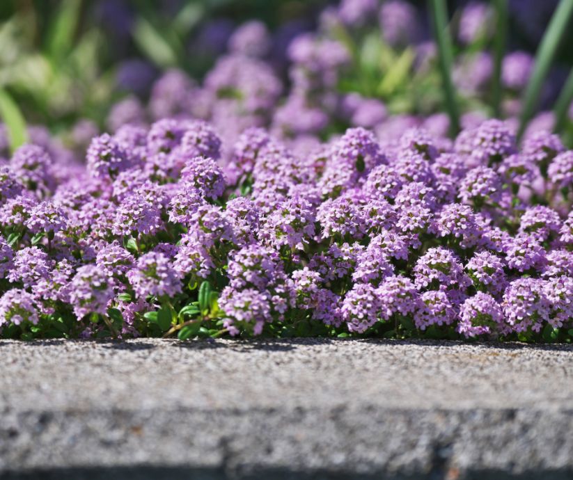 Low-maintenance plants are your best bet if you're looking to enhance your front yard landscaping without dedicating hours to upkeep.