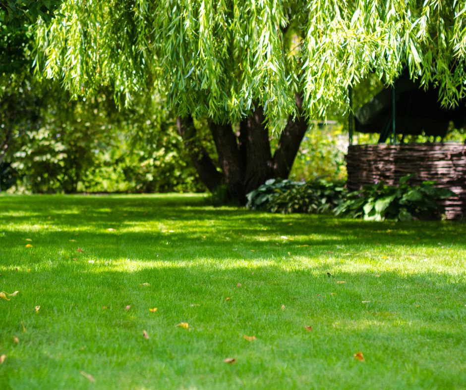 Creating a beautiful, functional, wooded backyard can transform your outdoor space into a peaceful retreat.