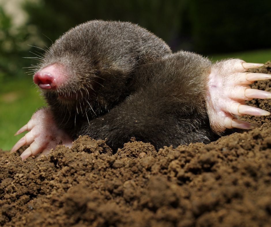 Holes in your lawn can be frustrating, but by identifying the cause of the holes and creating a plan, you can restore your yard!
