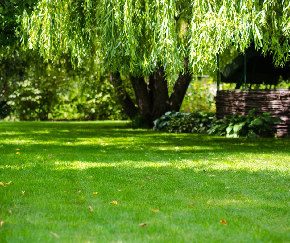 In this guide, we’ll help you find the best summer lawn fertilizer based on your type of grass, climate, and lawn conditions.