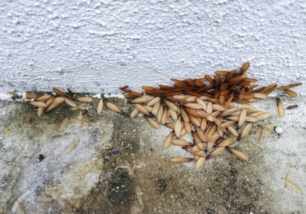 Pest Damage