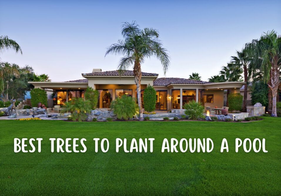 Looking for the best tress to plant around a pool? Thoughtful poolside planting is the best way to enhance your oasis.