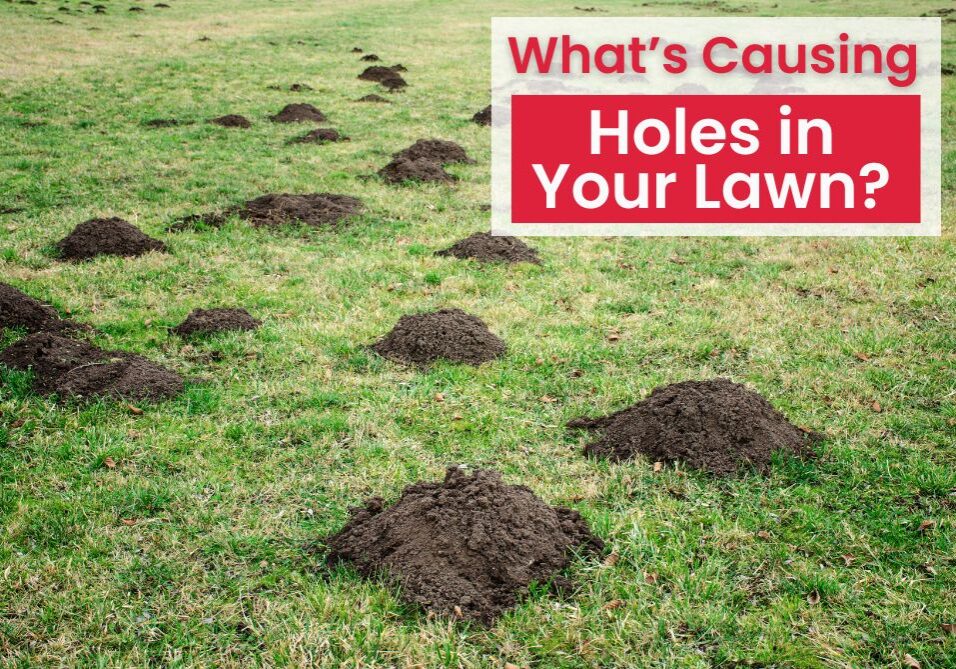 Holes in your lawn can be frustrating, but by identifying the cause of the holes and creating a plan, you can restore your yard!