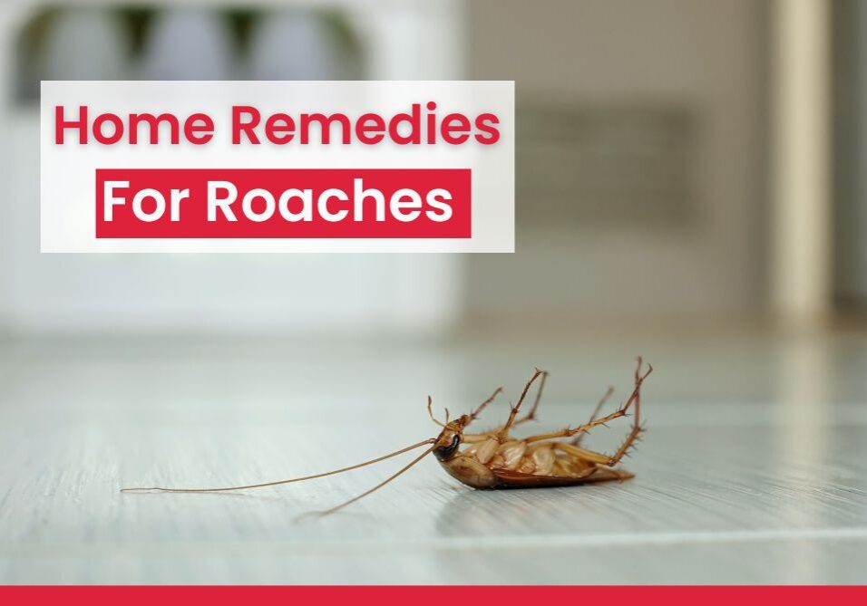 Home Remedies for Roaches - With a proactive approach & the right strategies, you can successfully eliminate cockroaches & prevent their return.
