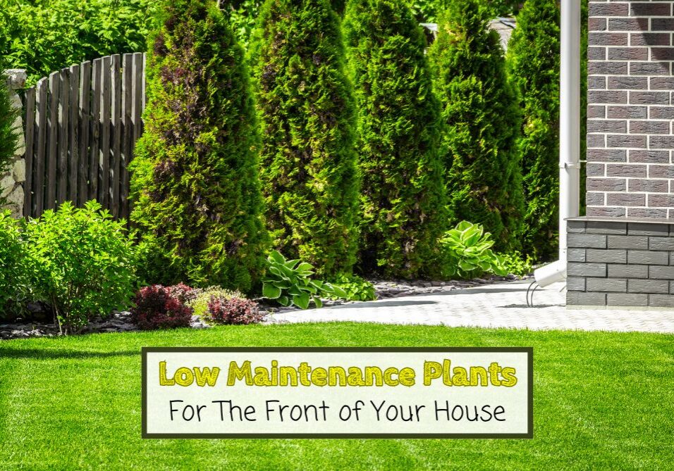 Low-maintenance plants are your best bet if you're looking to enhance your front yard landscaping without dedicating hours to upkeep.