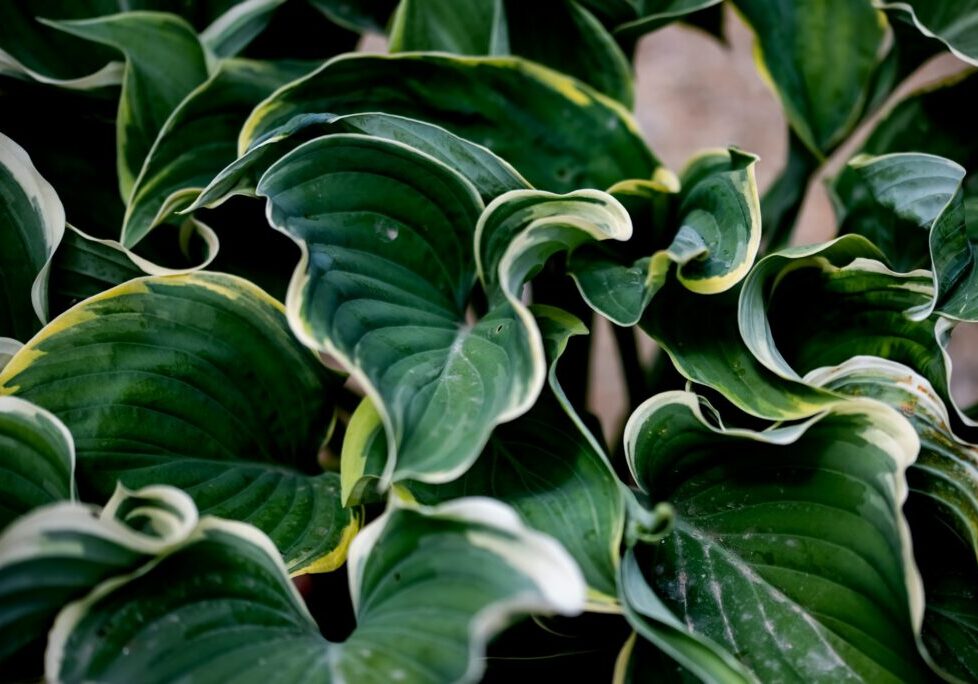 Discover the best low-maintenance plants for your home. Easy care tips for indoor and outdoor plants. Perfect for busy homeowners.