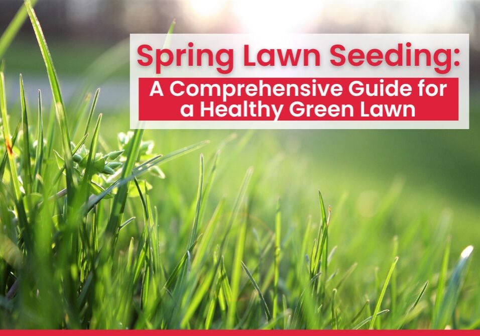 Spring lawn seeding is an excellent opportunity to transform your outdoor space into a beautiful green area.