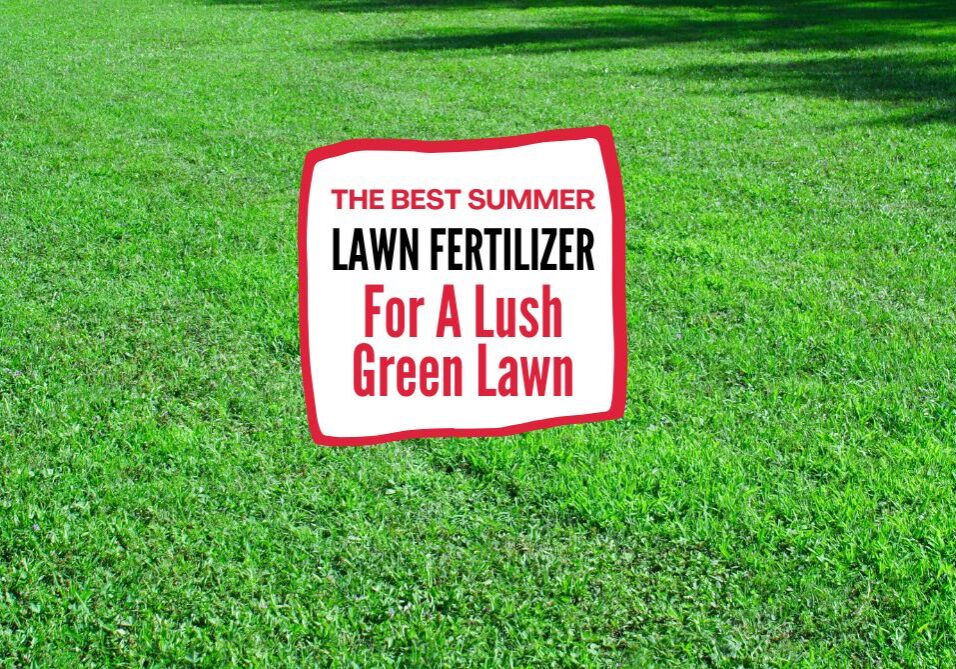 In this guide, we’ll help you find the best summer lawn fertilizer based on your type of grass, climate, and lawn conditions.