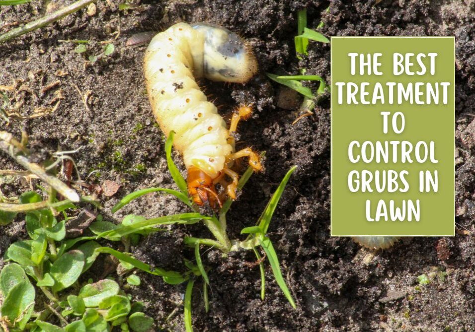 If you are looking for the Best Treatment To Control Grubs in Lawn - this article will give you a few options from DIY to commercial treatments.