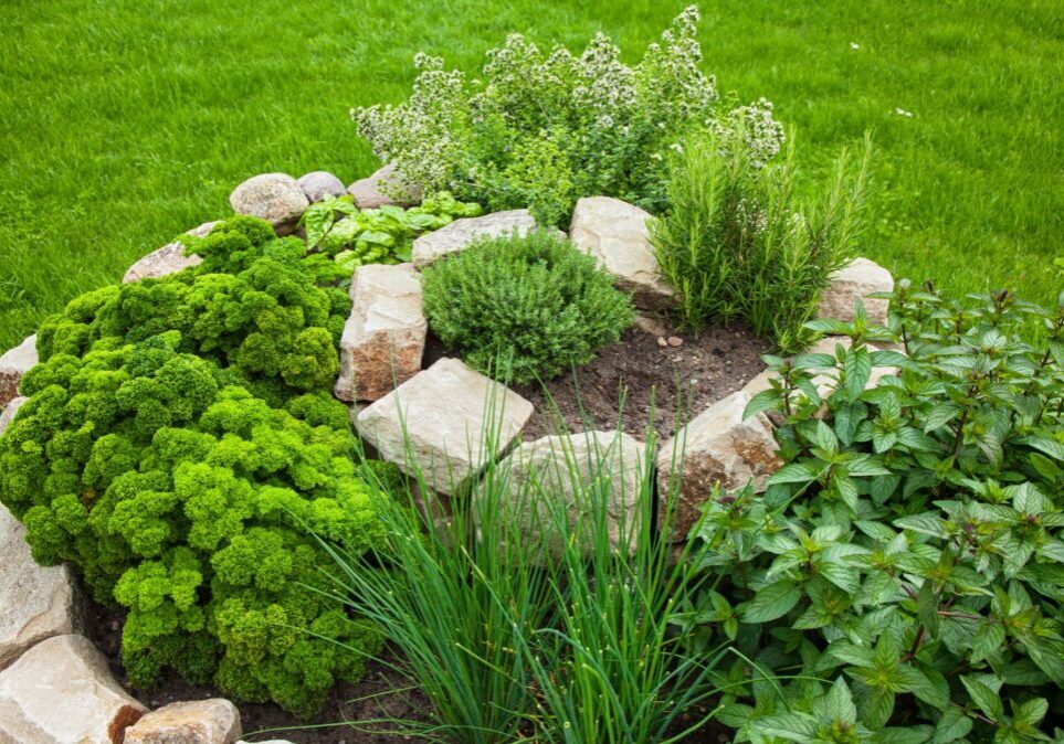 herb garden