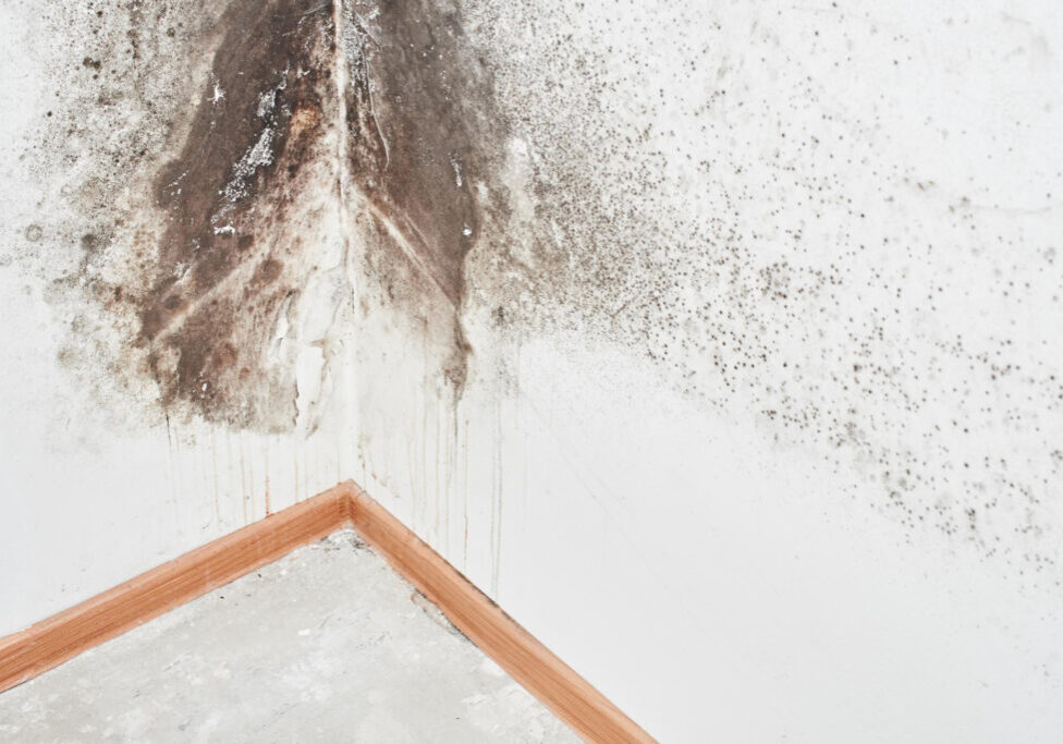 mold and water damage