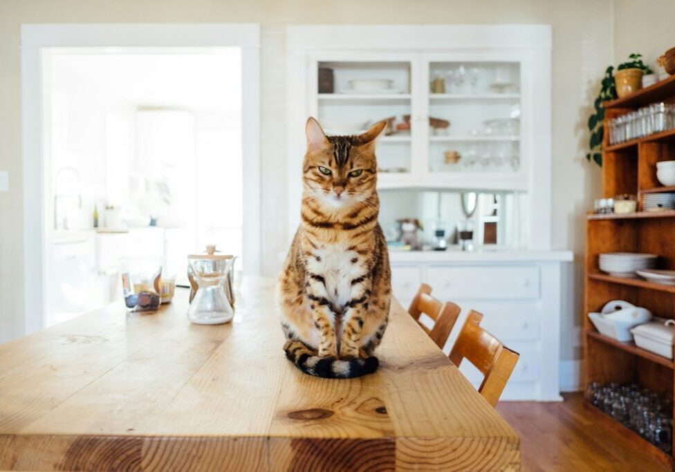 pet-friendly home