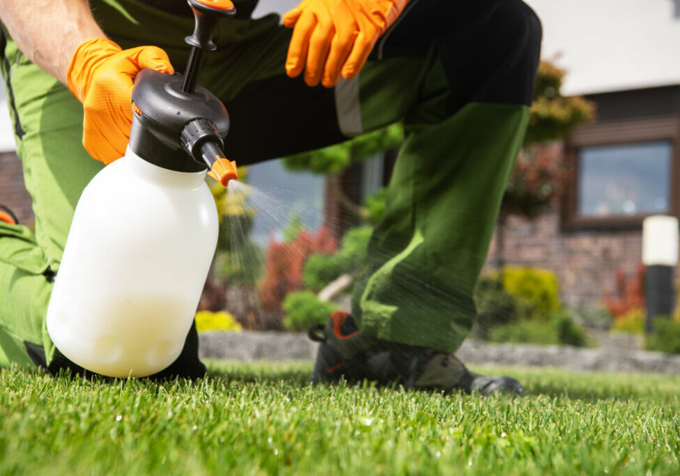 Grass Lawn Weeds